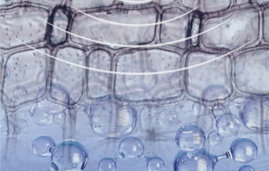 Cirujano ortopedista